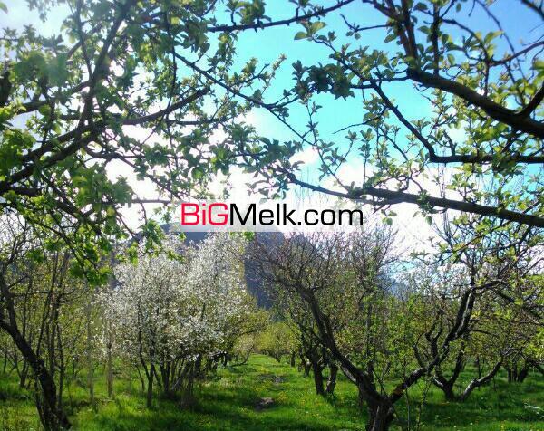 فروش باغ سیب و انگور