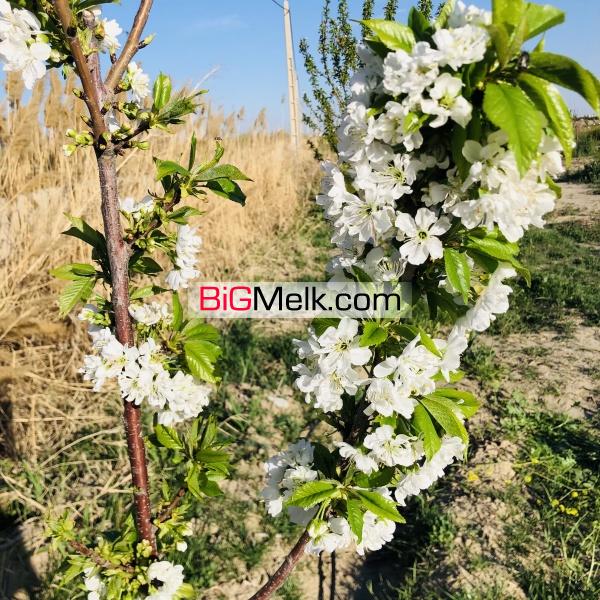 زمین باغی فوری فروشی
