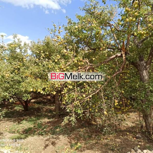 فروش باغ سیب