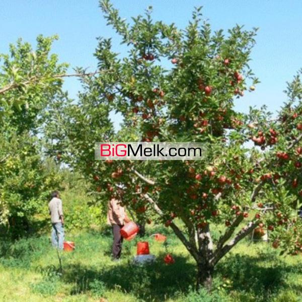 باغ ۹۰۰۰متری سیب