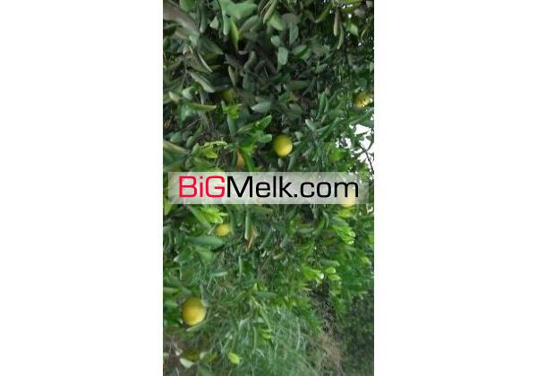 فروش باغچه و باغ زیبا در خوزستان دزفول