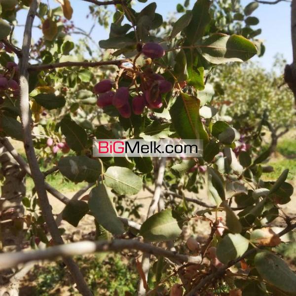 باغ پسته زرندیه