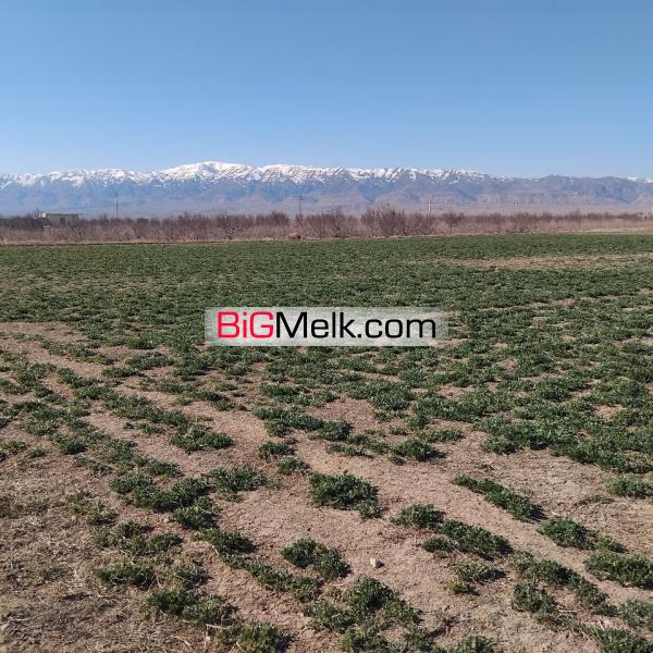 زمین کشاورزی عالی در ساوه با متراژ ۴ هکتار