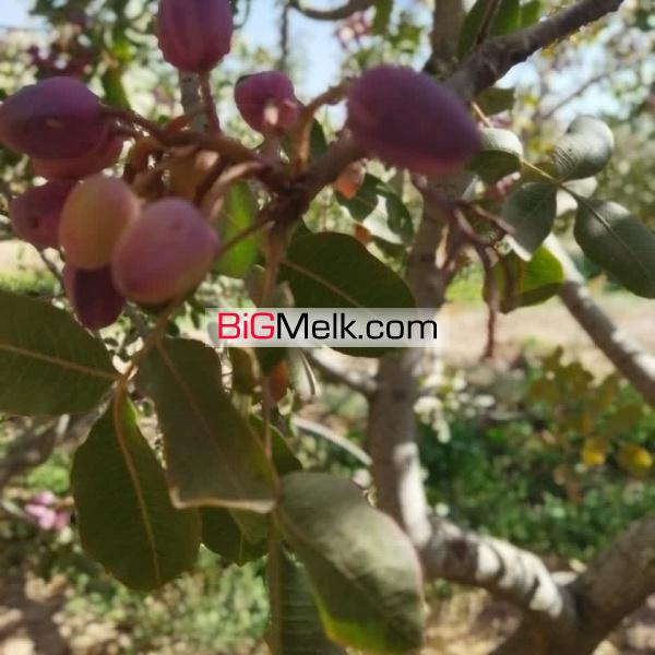 باغ پسته زرندیه