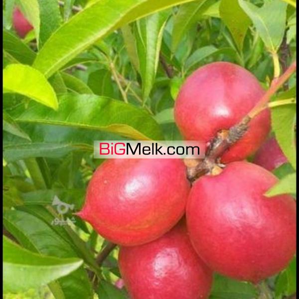 فروش زیر قیمت فوری