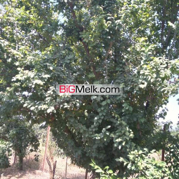 باغ نزدیک دریا