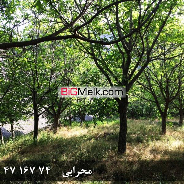 فروش باغ گردو در روستای خوش آب و هوا و ییلاقی گیلوان