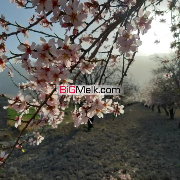 باغ زمین واقع در مهارلو