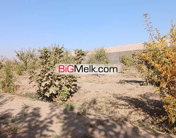 زمین کشاورزی با سند قطعی ۱۵۰۰ اصله درخت
