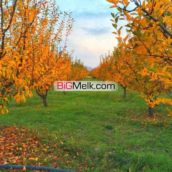 باغ سیب لوکیشن عالی و دنج