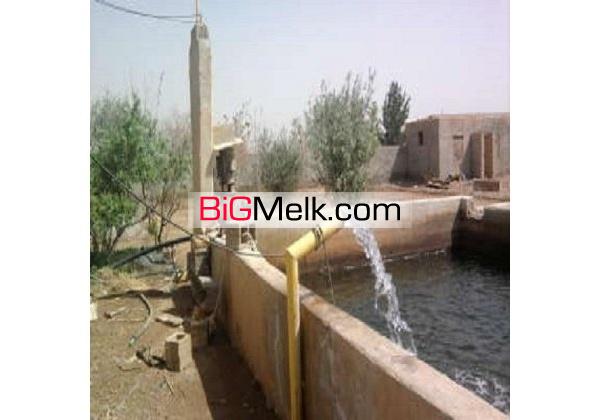 گاوداری100 راسی شیری 3 هکتار