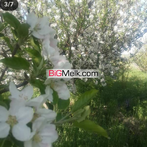 فروش باغ انگور و سیب