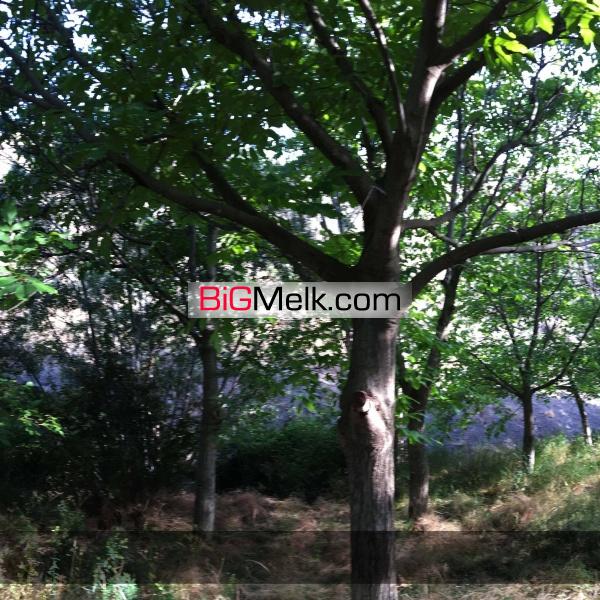 فروش باغ گردو در روستای خوش آب و هوا و ییلاقی گیلوان