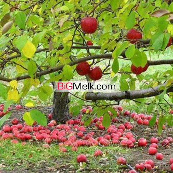 باغ ۹۰۰۰متری سیب