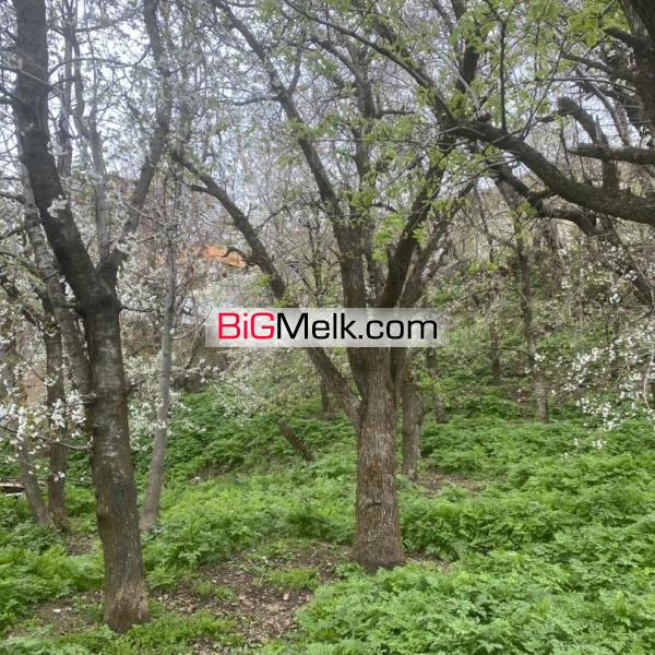باغ ۹۱۴ متری جاده چالوس روستای نشترود فوری فروشی #