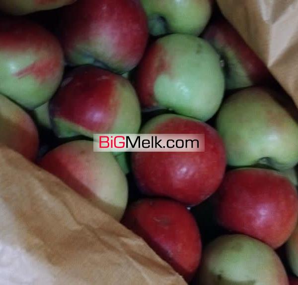 باغ انواع سیب زرد سیب قرمز و گردو