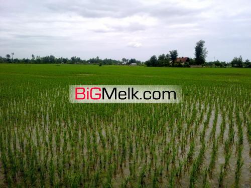فروش زمین کشت شالیزار