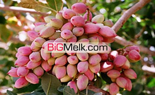 فروش 150 هکتار مزرعه و باغ پسته در اصفهان