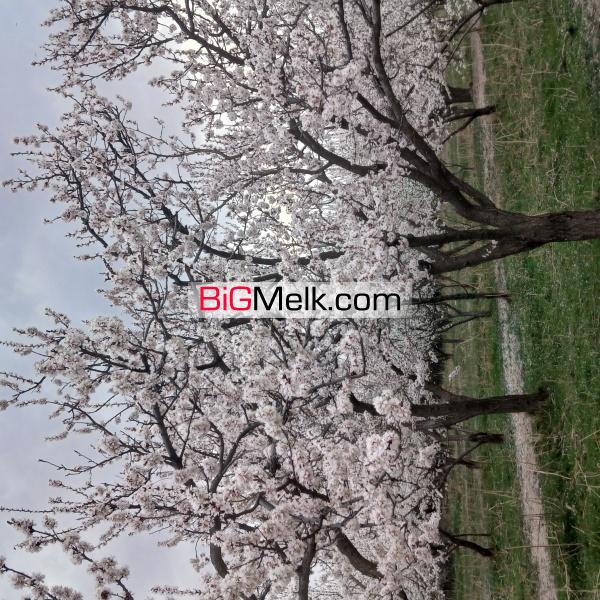 فروش باغ ۱۰۰۰ متری ۶ میلیارد