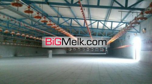 فروش مرغداری 40000 قطعه گوشتی فول اتوماتیک