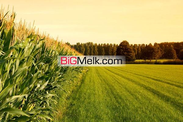 فروش ۴۸ هکتار زمین کشاورزی ویژه در چناران