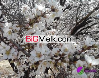سجاد رحیمی شورابی