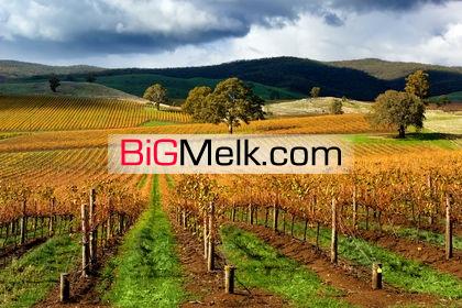 فروش10هکتار،مزرعه و زمین کشاورزی، مکانیزه