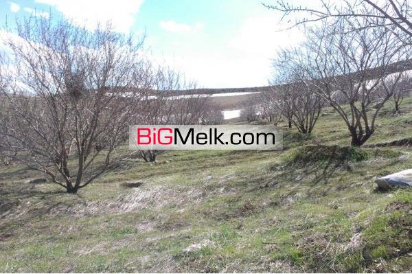 فروش باغ و زمین کشاورزی  آذربایجان غربی مهاباد 3هکتار