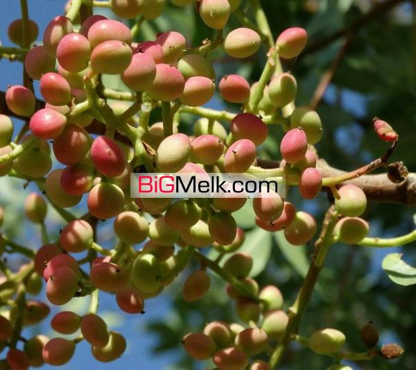 باغ پسته در سیرجان فروشی