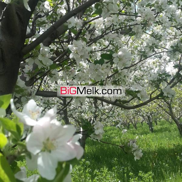 فروش باغ انگور و سیب