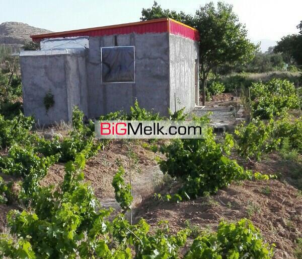 ۸۰۰متر باغ انگور فروشی