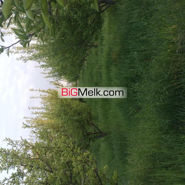 باغ سیب لوکیشن عالی و دنج