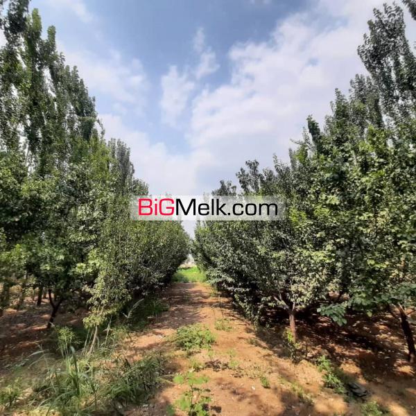 باغ و باغچه در قاسم آباد تهرانچی