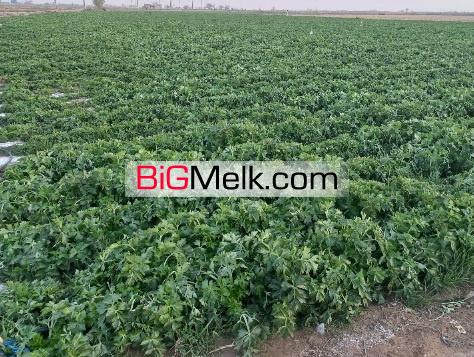 زمین کشاورزی ۱۳هکتاری با آبیاری قطره ای وپمپاژازاستخر
