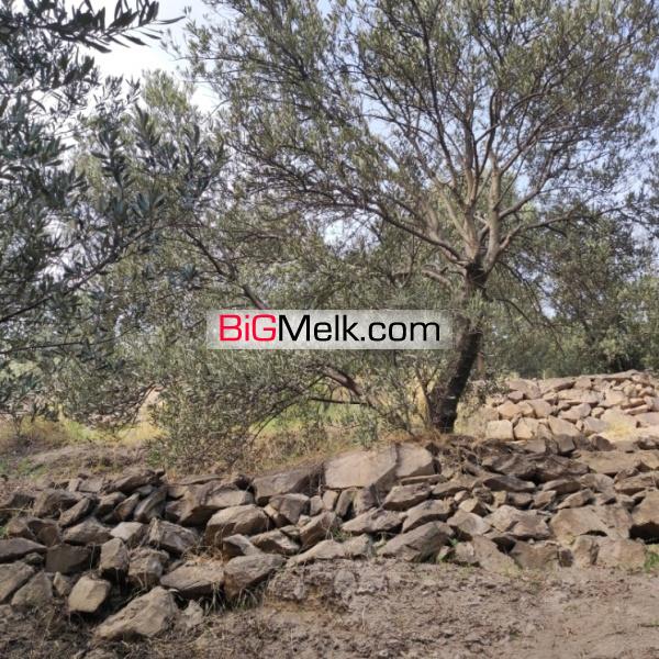 باغ و زمین مسکونی با ویو عالی در گیلان رودبار
