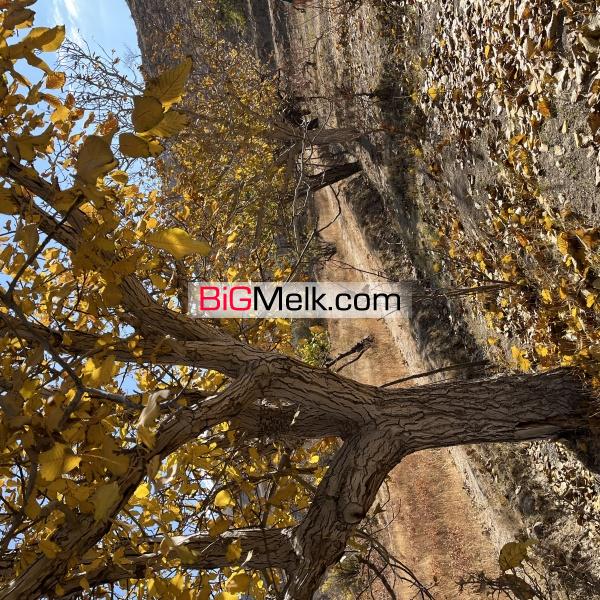 باغ باصفا در بالقلو