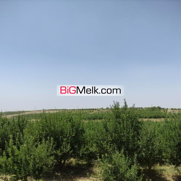 باغ سیب مراغه روستای چوانباغ