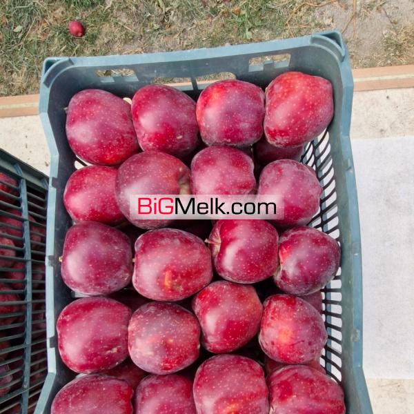 باغ سیب لوکیشن عالی و دنج