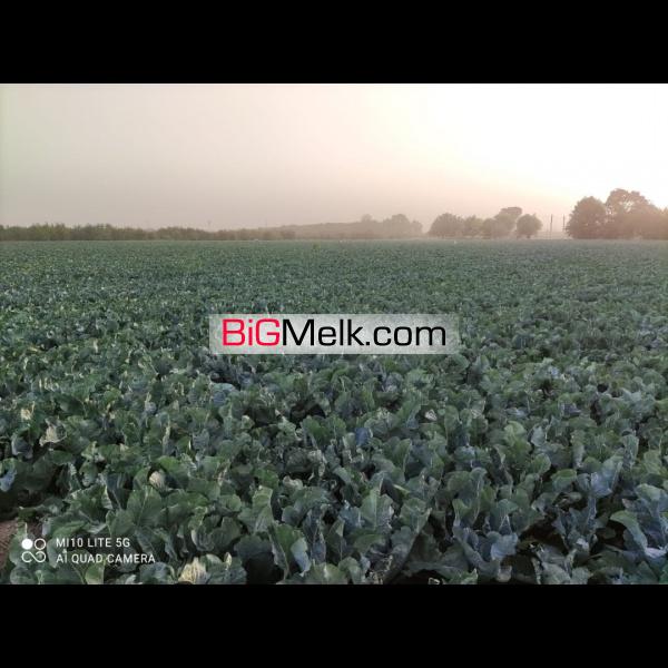 ۳هکتار زمین کشاورزی با امتیازات کامل