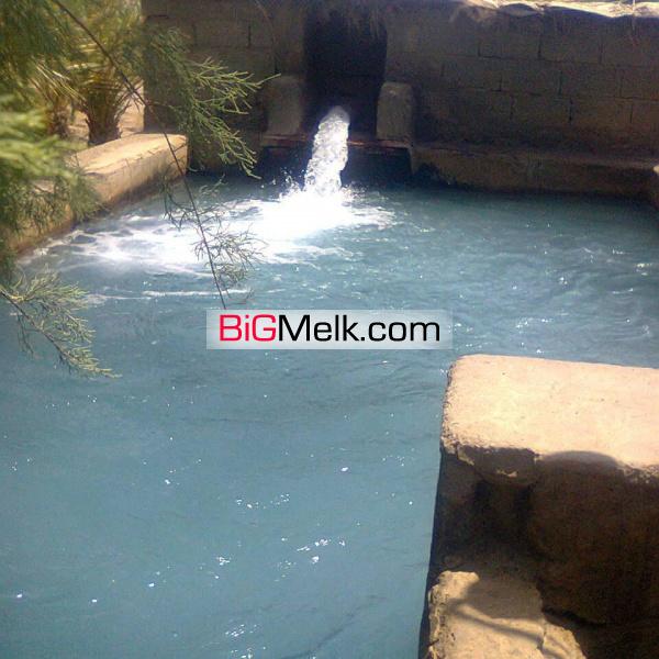 نخلستان و زمین کشاورزی