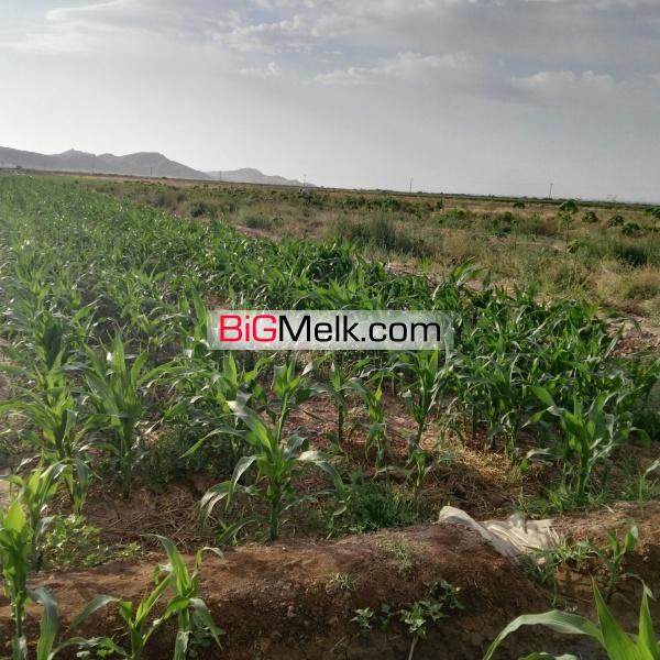 فروش باغ و زمین کشاورزی در چناران مشهد