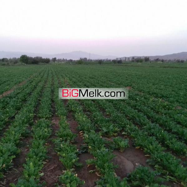 فروش زمین کشاورزی به مساحت یک هکتار