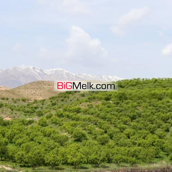 فروش باغ ۲۲ساله