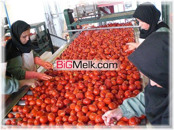 فروش کارخانه تولید و بسته بندی مواد غذایی رب گوجه فرنگی