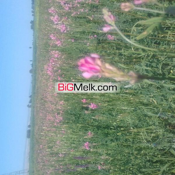 زمین باغ ویلاوپرورش گیاهان دارویی وخشک آنهادرکارگاه