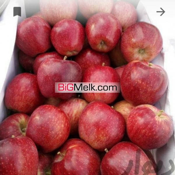 فروش باغ سیب