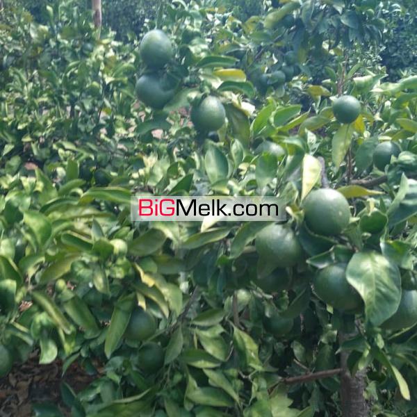 باغ نزدیک دریا