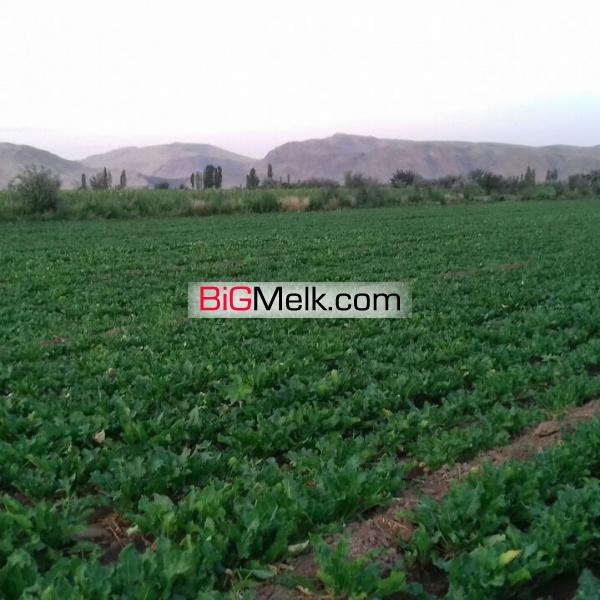 فروش زمین کشاورزی به مساحت یک هکتار