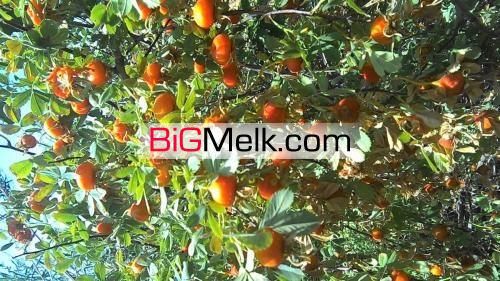 خریدار مزرعه در شهرستان شازند