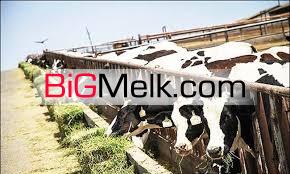 فروش دامداری ارومیه با پروانه 45راسی